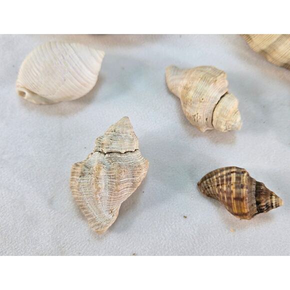 Seashell Lot 50 Mollusk Scallop Conch Clam Rock Snail 1" to 6" Crafts Collector - Picture 10 of 14